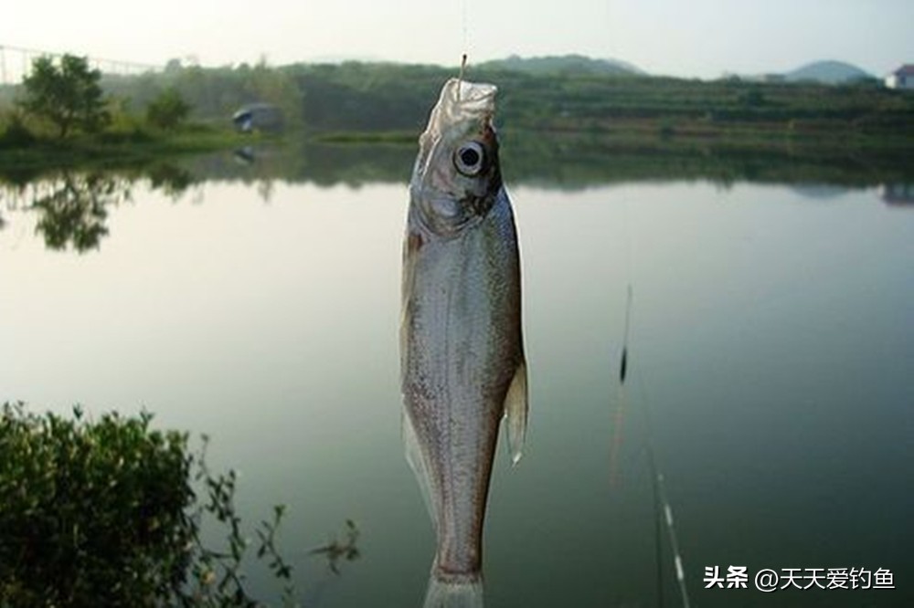 野钓小翘嘴，最强手竿钓法，全飞铅加上半飞铅  -图3