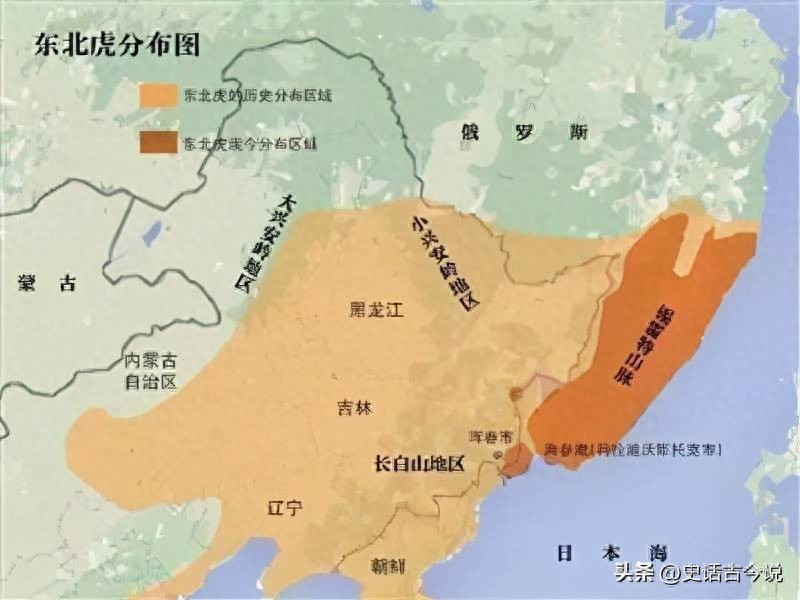 东北虎为什么会在勃利县自由出没？和它的地形地貌是分不开的  